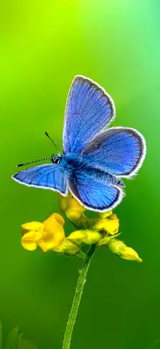 Butterfly Live Wallpapers